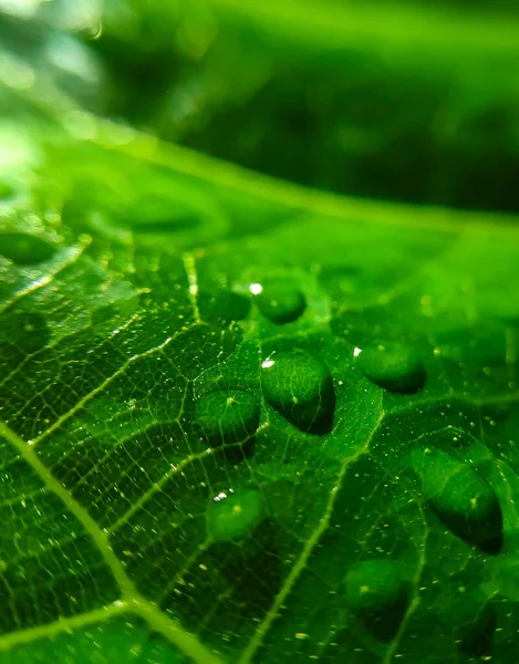 Naturalne Tło Zbliżenie Obrazu Piękne Krople Przezroczystej Wody Deszczowej Kolorowym — Zdjęcie stockowe