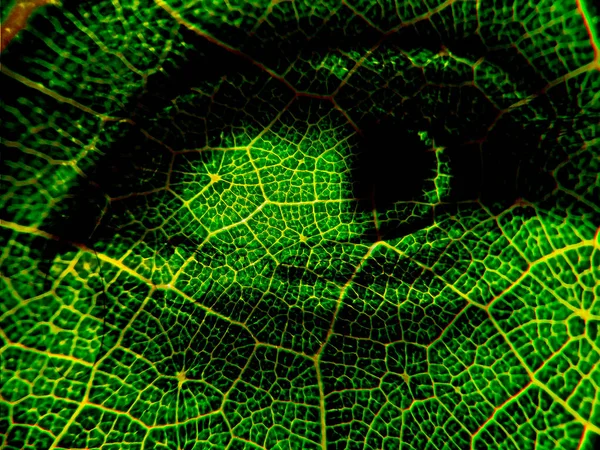 Yaprak Damarının Dokusuyla Harmanlanmış Güzel Keskin Göz — Stok fotoğraf