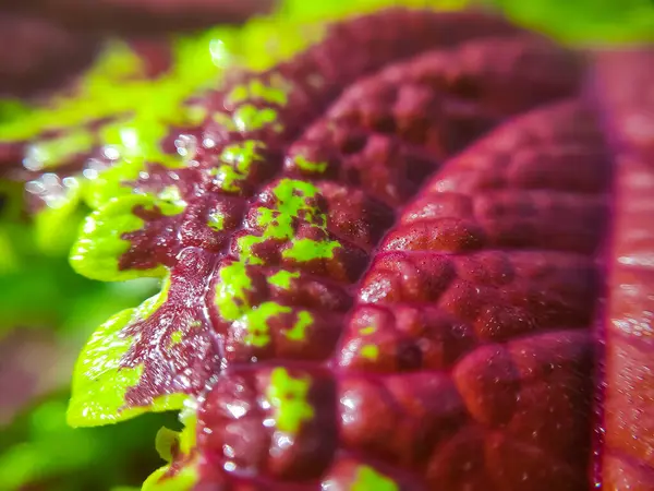 Coleus bitkisinin pankart arkaplan resmi. Kırmızı damar yaprakları.