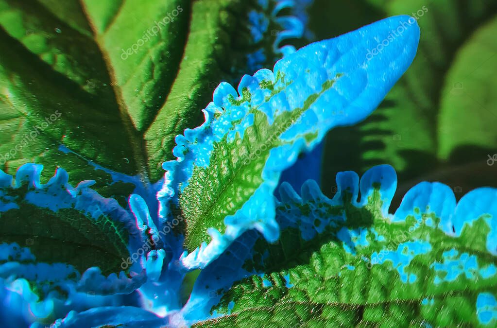 La imagen de fondo de la bandera de la planta de coleus carnaval