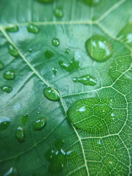 Immagine Colorata Goccia Acqua Sulla Foglia Fotografia Macro Chiudi Fino — Foto Stock