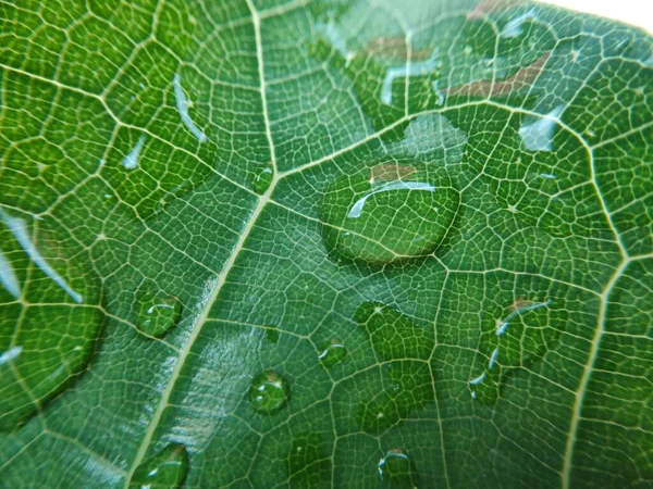 Imagem Colorida Gota Água Folha Fotografia Macro Fechar Até Objeto — Fotografia de Stock