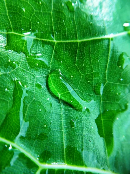 Imagen Colorida Gota Agua Hoja Fotografía Macro Cerca Del Objeto — Foto de Stock