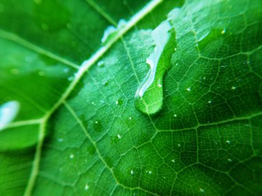 Yaprağın üzerindeki su damlasının renkli görüntüsü. Makro fotoğraf. Nesneye yaklaş.