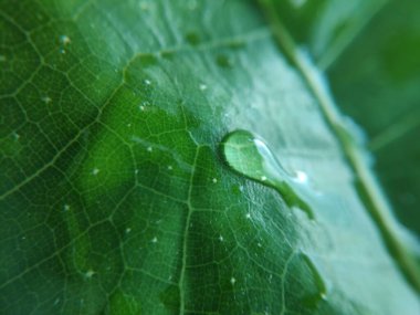 Yaprağın üzerindeki su damlasının renkli görüntüsü. Makro fotoğraf. Nesneye yaklaş.
