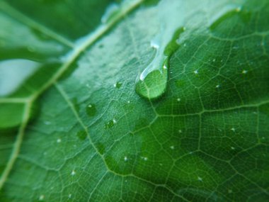 Yaprağın üzerindeki su damlasının renkli görüntüsü. Makro fotoğraf. Nesneye yaklaş.