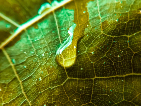 Yaprağın üzerindeki su damlasının renkli görüntüsü. Makro fotoğraf. Nesneye yaklaş.