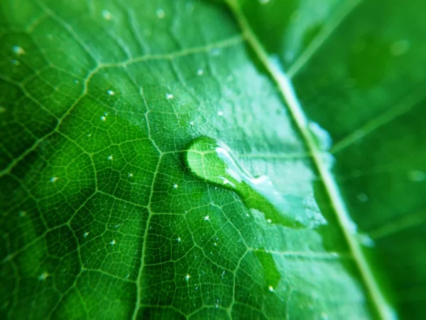 Yaprağın üzerindeki su damlasının renkli görüntüsü. Makro fotoğraf. Nesneye yaklaş.