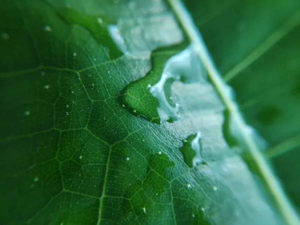 Yaprağın üzerindeki su damlasının renkli görüntüsü. Makro fotoğraf. Nesneye yaklaş.