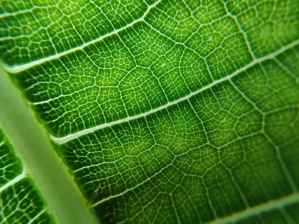 Imagen Cerca Las Venas Coloridas Las Hojas Fotografía Macro —  Fotos de Stock