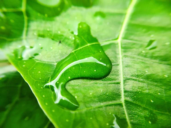 Imagen Colorida Gota Agua Hoja Fotografía Macro Cerca Del Objeto — Foto de Stock