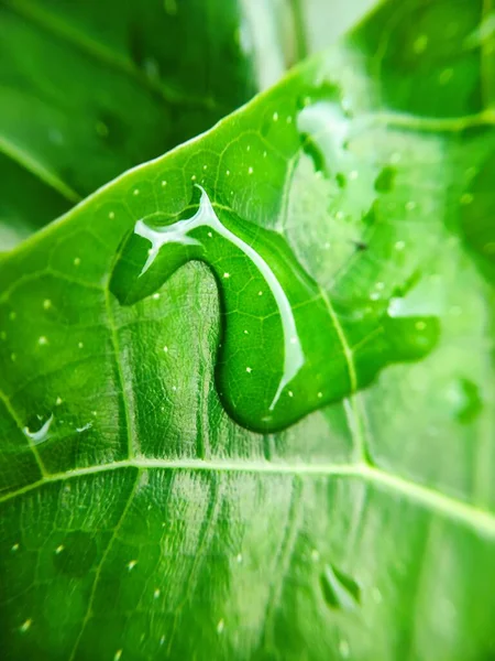 Imagen Colorida Gota Agua Hoja Fotografía Macro Cerca Del Objeto — Foto de Stock