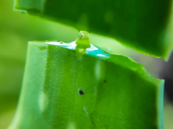 Una Pianta Domestica Comune Aloe Vera Con Suo Gel Multi — Foto Stock