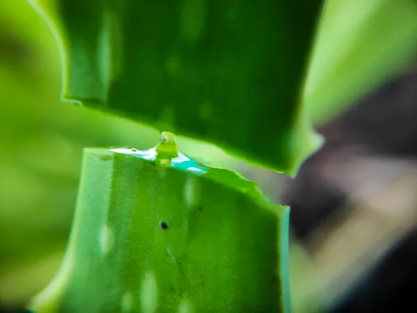 Una Pianta Domestica Comune Aloe Vera Con Suo Gel Multi — Foto Stock