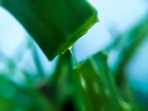 Una Planta Doméstica Común Aloe Vera Con Gel Multibeneficio —  Fotos de Stock