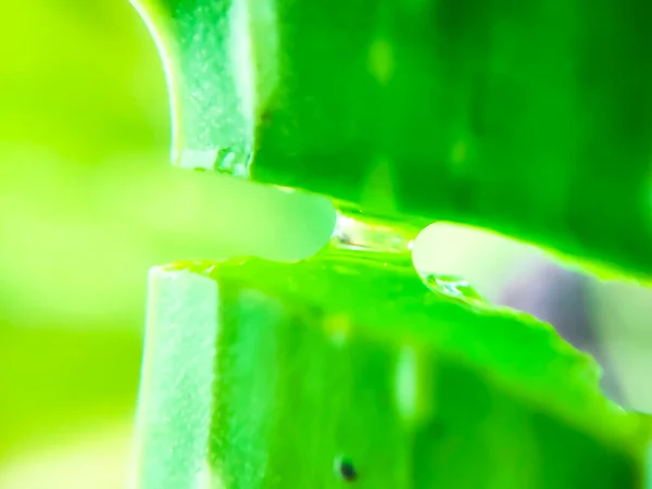 Wspólna Roślina Gospodarcza Aloes Vera Jego Żelem Wielu Korzyści — Zdjęcie stockowe