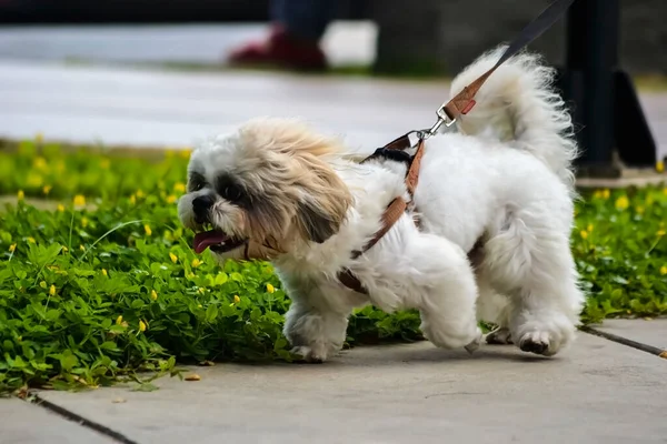 Schöner Maltesischer Hund Geht Park Spazieren Und Spielt — Stockfoto