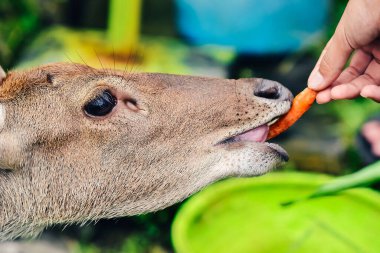 Koruma alanlarındaki geyik besleme faaliyetleri