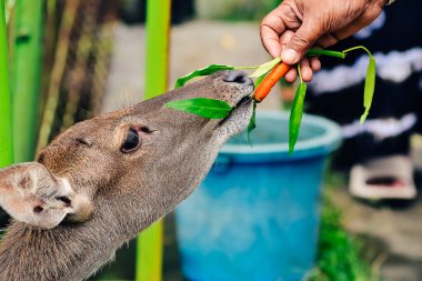 Koruma alanlarındaki geyik besleme faaliyetleri