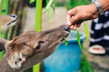Koruma alanlarındaki geyik besleme faaliyetleri