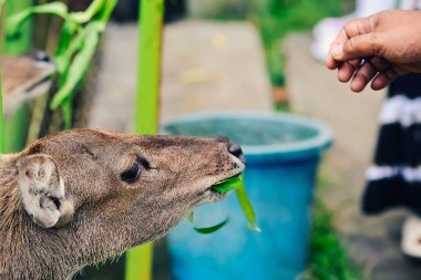 Koruma alanlarındaki geyik besleme faaliyetleri