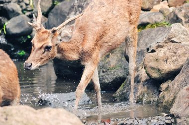 Susamış bir geyik küçük bir nehirde su arıyor.