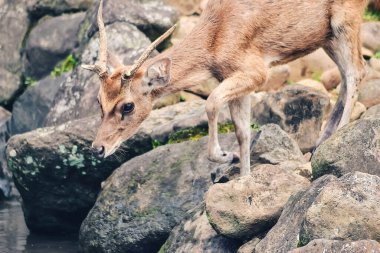 Susamış bir geyik küçük bir nehirde su arıyor.