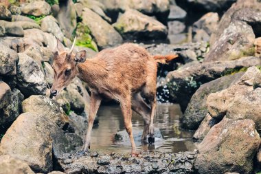 Susamış bir geyik küçük bir nehirde su arıyor.