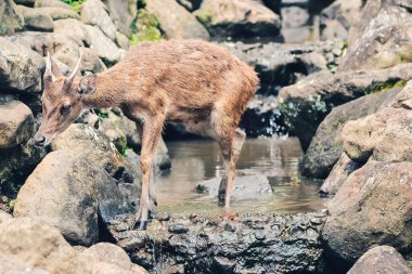 Susamış bir geyik küçük bir nehirde su arıyor.