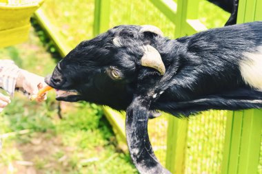 Batı Java, Endonezya 'dan gelen koyun ya da keçi ya da kuzu eti.