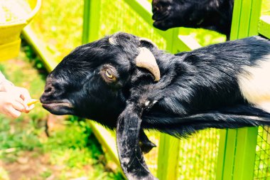 Batı Java, Endonezya 'dan gelen koyun ya da keçi ya da kuzu eti.