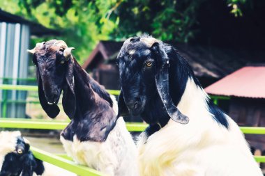 Batı Java, Endonezya 'dan gelen koyun ya da keçi ya da kuzu eti.