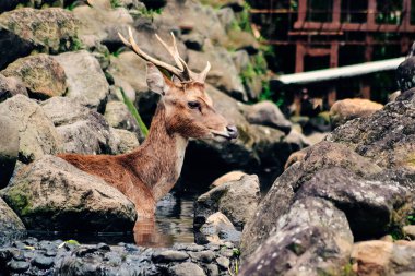 Susamış bir geyik küçük bir nehirde su arıyor.