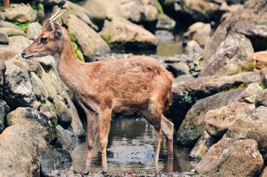 Susamış bir geyik küçük bir nehirde su arıyor.