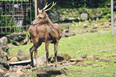 Susamış bir geyik küçük bir nehirde su arıyor.
