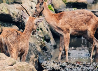 Susamış bir geyik küçük bir nehirde su arıyor.