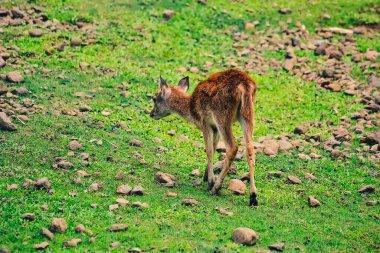 Yeşil bir çayırda yiyecek arayan genç bir geyik.
