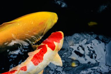 Koi balığı ve japon balığı çeşmeli bir havuzda yüzüyorlar.