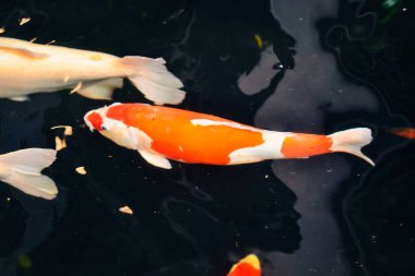 Koi balığı ve japon balığı çeşmeli bir havuzda yüzüyorlar.