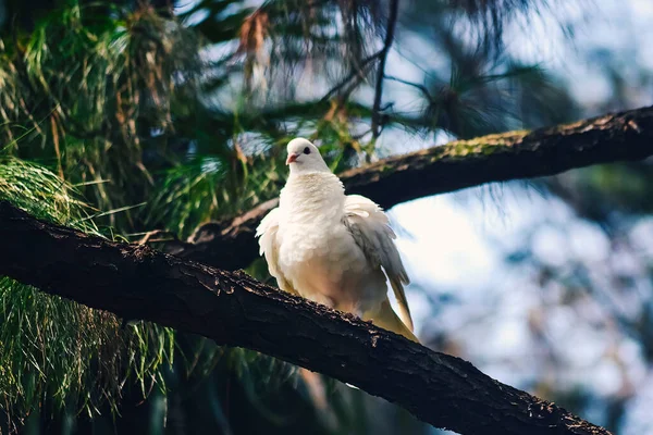 Bir çam ormanının dalına tünemiş beyaz bir güvercin.