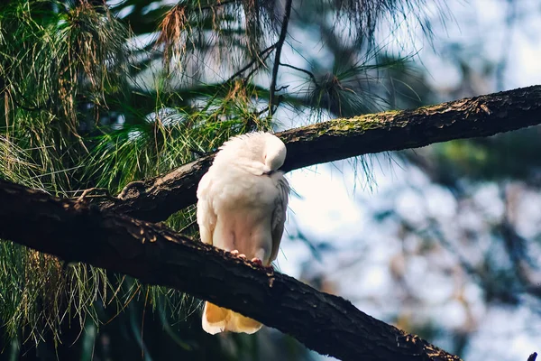 Bir çam ormanının dalına tünemiş beyaz bir güvercin.