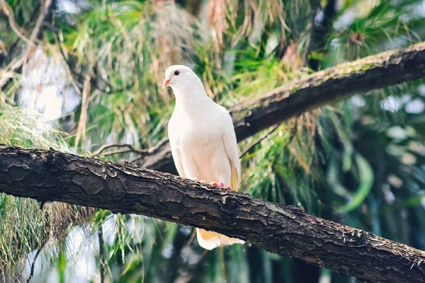 Bir çam ormanının dalına tünemiş beyaz bir güvercin.