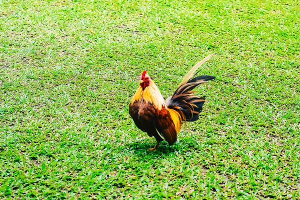 Bantam Chicken Ayam Kate Ayam Katai Indonesian Language Looking Food — Stockfoto