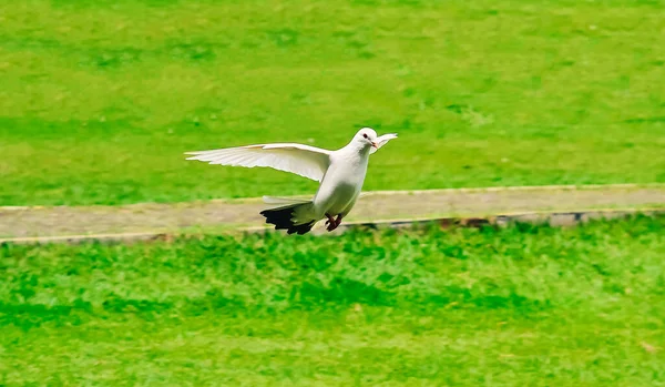 White Dove Flies Gliding Green Field — Zdjęcie stockowe