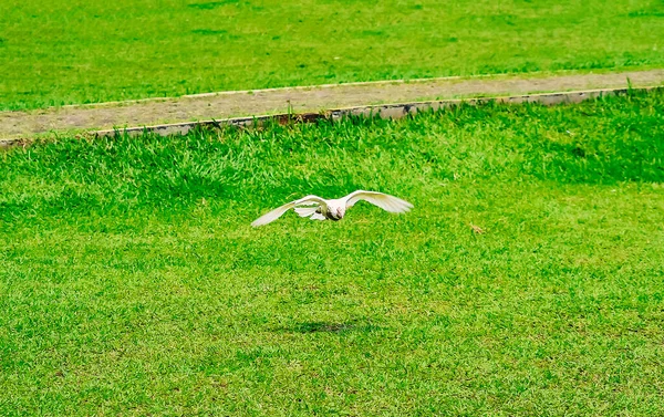 White Dove Flies Gliding Green Field — стоковое фото