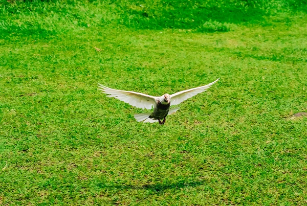 White Dove Flies Gliding Green Field — Fotografia de Stock