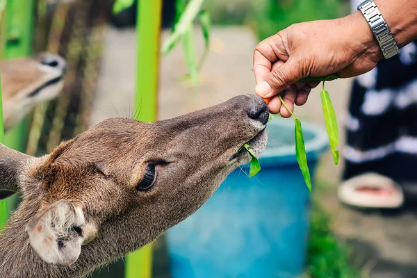 Koruma alanlarındaki geyik besleme faaliyetleri