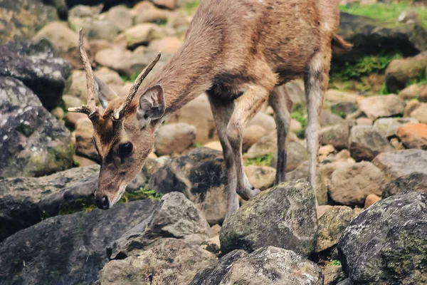 Susamış bir geyik küçük bir nehirde su arıyor.