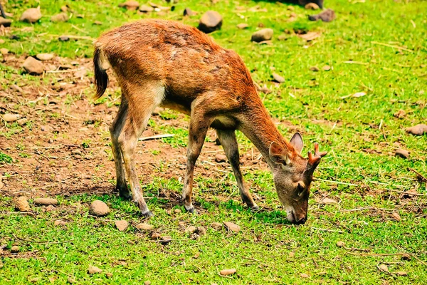 Yeşil bir çayırda yiyecek arayan genç bir geyik.