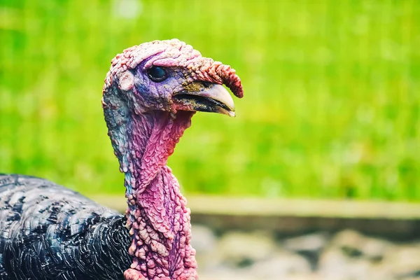 Close-up photography of animals. Young turkey face pictures